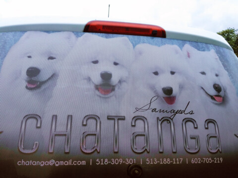 naklejka dziurkowana na szybę tylną samochodu