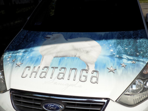 oklejanie maski samochodu reklama drukowana | Oklejenie samochodów grafiką - reklama